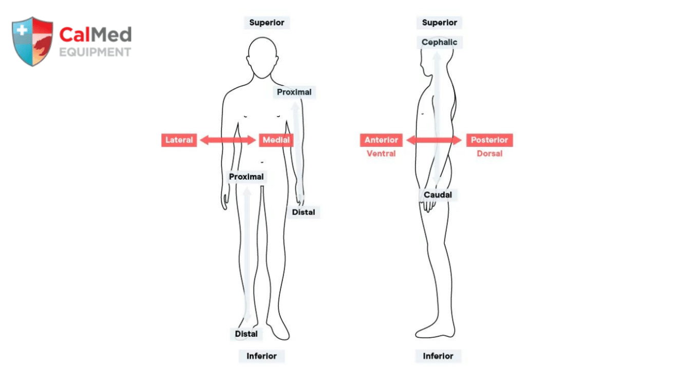 Proper AED Pads Placement A LifeSaving Guide